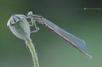 Femmina, Platycnemis pennipes. (Pallas, 1771)
