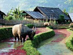 Ta Van - Vietnam del Nord

bufali al pascolo all'interno del villaggio
immagine elaborata in PP
purtroppo ho perso i valori EXIF dell'originale

critiche e suggerimenti sempre ben accetti