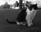 Il gatto pirata