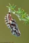 Pupa di Melitaea didyma (Esper, 1779)

www.rossidaniele.com

Canon EOS 7D + Sigma 180mm f/3.5 EX APO Macro HSM
f22 - 2s - ISO 100
cavalletto - scatto remoto - plamp - pannellini
09.08.2011 ore 6.46
Suggerimenti e critiche sempre ben accetti.
Consiglio la visione in alta risoluzione
[url=http://www.rossidaniele.com/HR/_MG_1469copia-mdc-1500.jpg]Versione HR[/url]