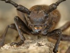 ritratto di.... herophilia tristis....
