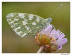 Pontia Edusa (M4/3)