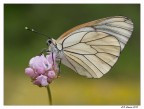 Aporia (M4/3)