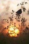 il tramonto del licenide
