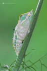 Pieris brassicae (Linnaeus, 1758)