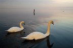 Il cigno di ieri ha trovato compagnia. Il lago  sempre lo stesso, la luce pure.