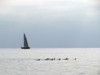 navigare