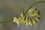 Geometridae ( Apochima Flabellaria )