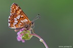 Hamearis lucina  l'unica farfalla presente in Europa che appartiene alla famiglia dei Riodinidi.
 L'abbiamo cercata per pi di un mese e finalmente l'abbiamo trovata, le piante nutrici della larva sono le primule, sia veris che vulgaris.
 E' di dimensioni piuttosto ridotte (come un piccolo licenide) e si confonde con molte altre specie per via dei colori piuttosto comuni ad ali aperte.
Canon 7D - Sigma 180mm f/3.5 EX DG HSM Macro - 1/15 - f/13.0 - ISO 320 - treppiede