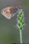 Canon EOS 7D, Sigma 150mm f2.8 APO Macro DG, 1/125 f8 ISO 400, treppiedi. Martone, Italia.