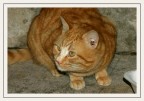 gatto