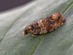 micro falena rr 1:1