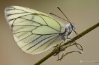 Aporia crataegi (Linnaeus, 1758)