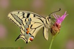 Ancora scatti del 2011... per pigrizia... ancora devo controllare i raw dell'anno in corso... ;)

Papilio machaon (Linnaeus, 1758)

www.rossidaniele.com

Canon EOS 7D + Sigma 180mm f/3.5 EX APO Macro HSM
f16 - 1/2 - ISO 100
cavalletto - scatto remoto - plamp - pannellini
30.07.2011 ore 6.41
Suggerimenti e critiche sempre ben accetti.
Consiglio la visione in alta risoluzione
[url=http://www.rossidaniele.com/HR/_MG_1412copia-1500.jpg]Versione HR[/url]