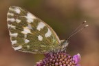 Pontia edusa