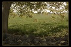 IN CAMPAGNA