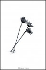 Flower cross