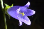 fiorellino-viola-con-flash-micr.jpg
