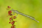 Platycnemis pennipes