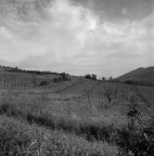 Campo