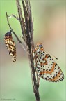 Melitaea dydima (Esper, 1779)
Lepidoptera Nymphalidae

D7000-180 macro-f 16-0,77 sec-iso 200-controluce-luce naturale

per vedere meglio:
http://img825.imageshack.us/img825/3864/melitaeadidymass1087612.png