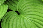 Natura viva...