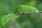 Podalirio - Iphiclides podalirius