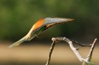 Aerofreno