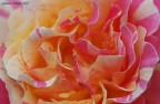 Delicate-cromie--...