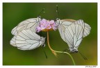 Lussuria