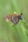 Melitaea cinxia