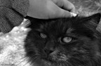 Miaoo!