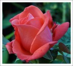 una rosa