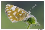 Pontia edusa