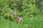 Capriolo