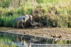 Il pescato