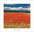 primavera
