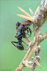 Synema globosum (Fabricius, 1775)
Aracnida Araneae Thomisidae

preda:
 formica Camponotus vagus (Scopoli, 1763) Insecta Himenoptera Formicidae
Si tratta di prede solo apparentemente facili, che richiedono abilit, perch sarebbero capaci di mutilare il ragno a morsi in pochi secondi,

consigliato clikkare qu sotto:
http://img515.imageshack.us/img515/6268/ss104761205.png

Nikon D7000-Sigma 180 macro-f 18-0,62 sec-iso 400