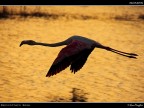 Camargue # 48