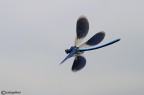 L'elicottero in volo