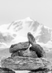 Small Gran Paradiso