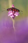 la settimana scorsa sono andato con degli amici al parco del Curone per vederli all'opera con la fotografia macro e uno di loro per scherzo mi ha invitato a fare qualche prova di questo mondo a me sconosciuto mettendomi in mano un sigma 150!
non mi sono fatto pregare e con qualche dritta e errore sono riuscito a portare a casa qualche scatto...questo  uno di quelli!
vi chiedo solo di essere clementi.... la prima!
un saluto,Andrea!