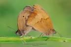 Maniola jurtina