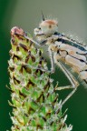 Coenagrion puella