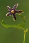 Flora: stella del bosco