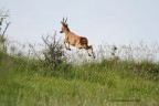 jump...