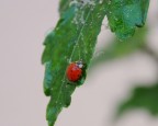 nikon d90 18-135 a 135mm
iso 200
f/5.6
1/200