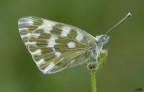 pontia edusa..