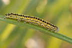 pontia edusa