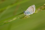Licenide